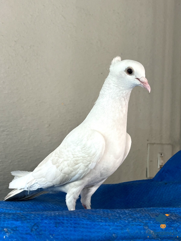 Healthy and Active Male&Females  for Sale