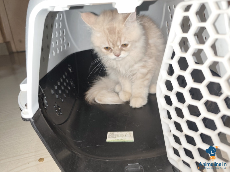 2 month Persian cat