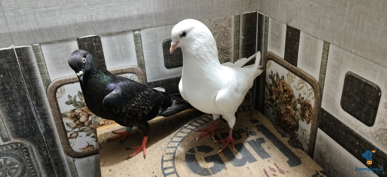 1 year adult pegions 