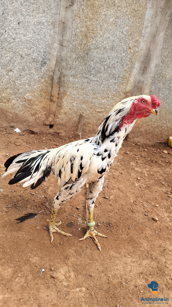 ಒಂದು ವರ್ಷದ ಗಂಡು ಕೋಳಿ 