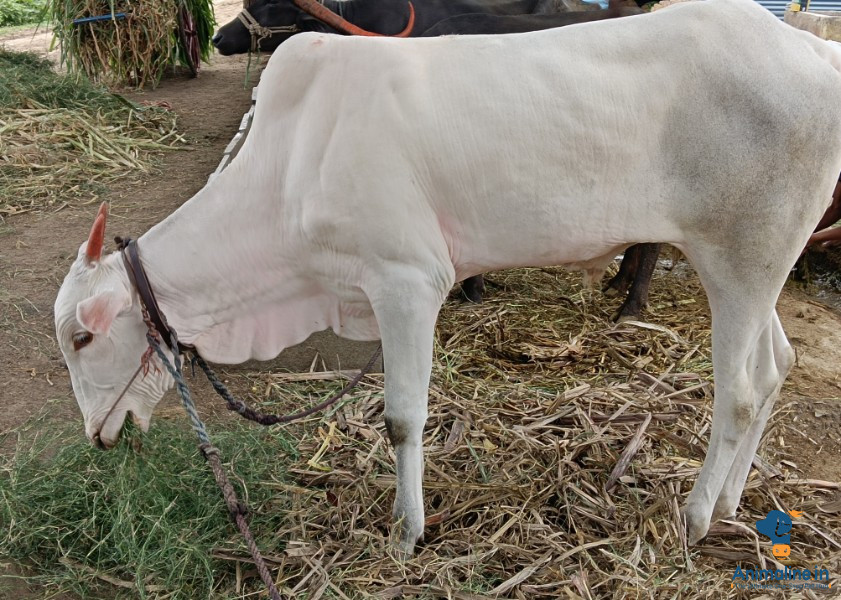 ಮಾರಾಟಕ್ಕಿದೆ ಆರೋಗ್ಯಕರ  Khilari Cattle