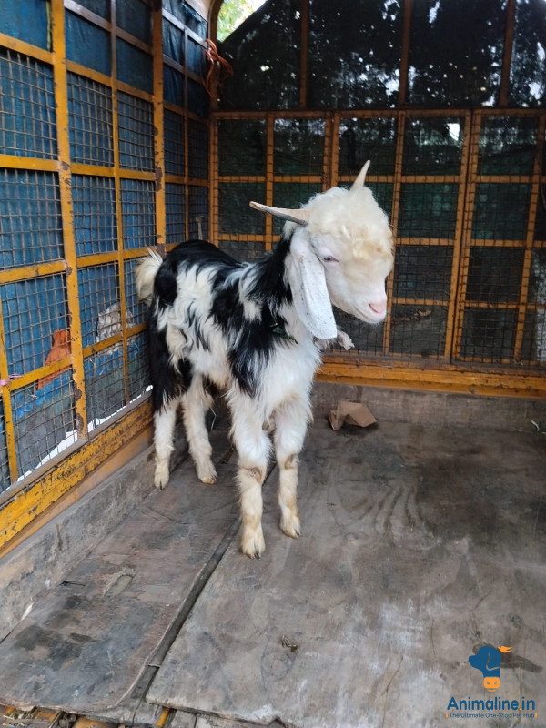 9 Month Old Healthy Male Sindhi Goat – 32 KG
