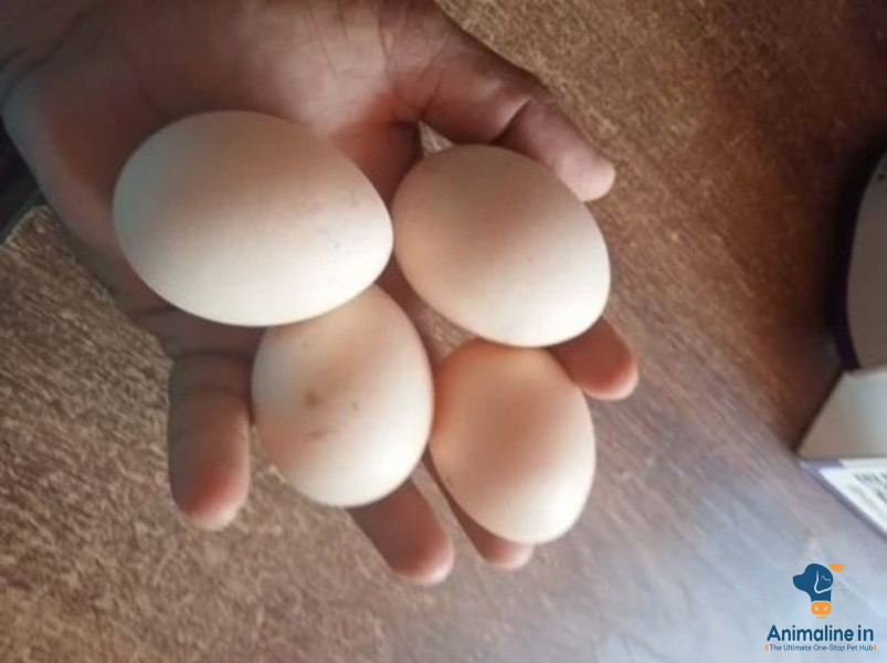 Pure natti eggs village style 