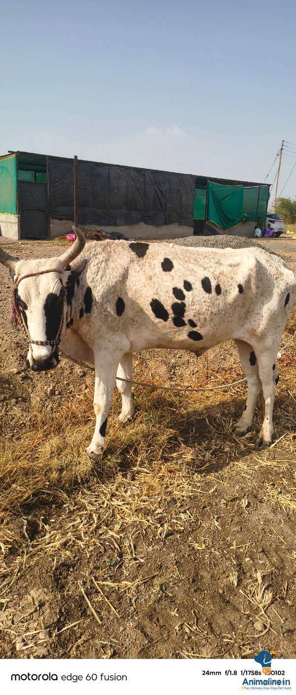 जर्सी बैल 