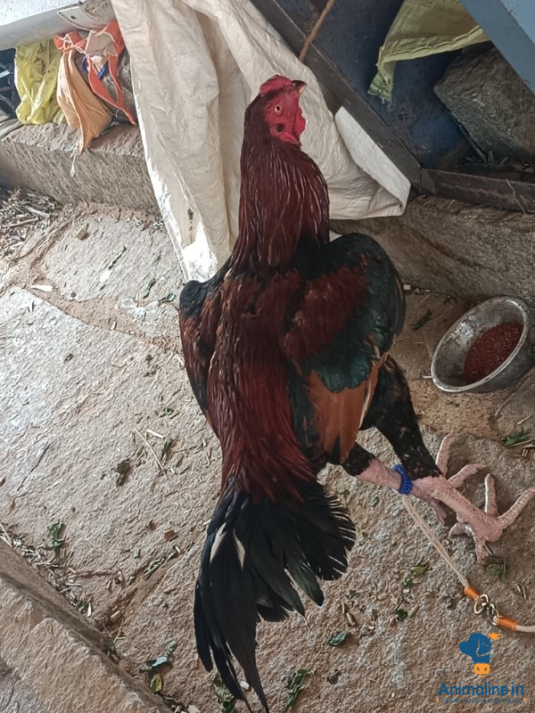1 year old Aseel fighter 
