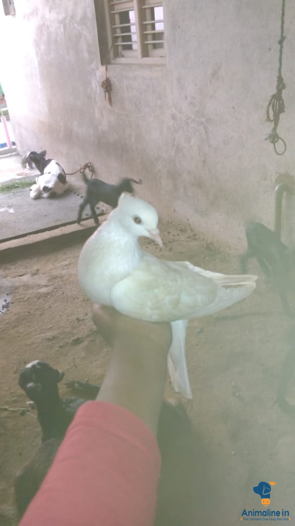 Good breed white peigon