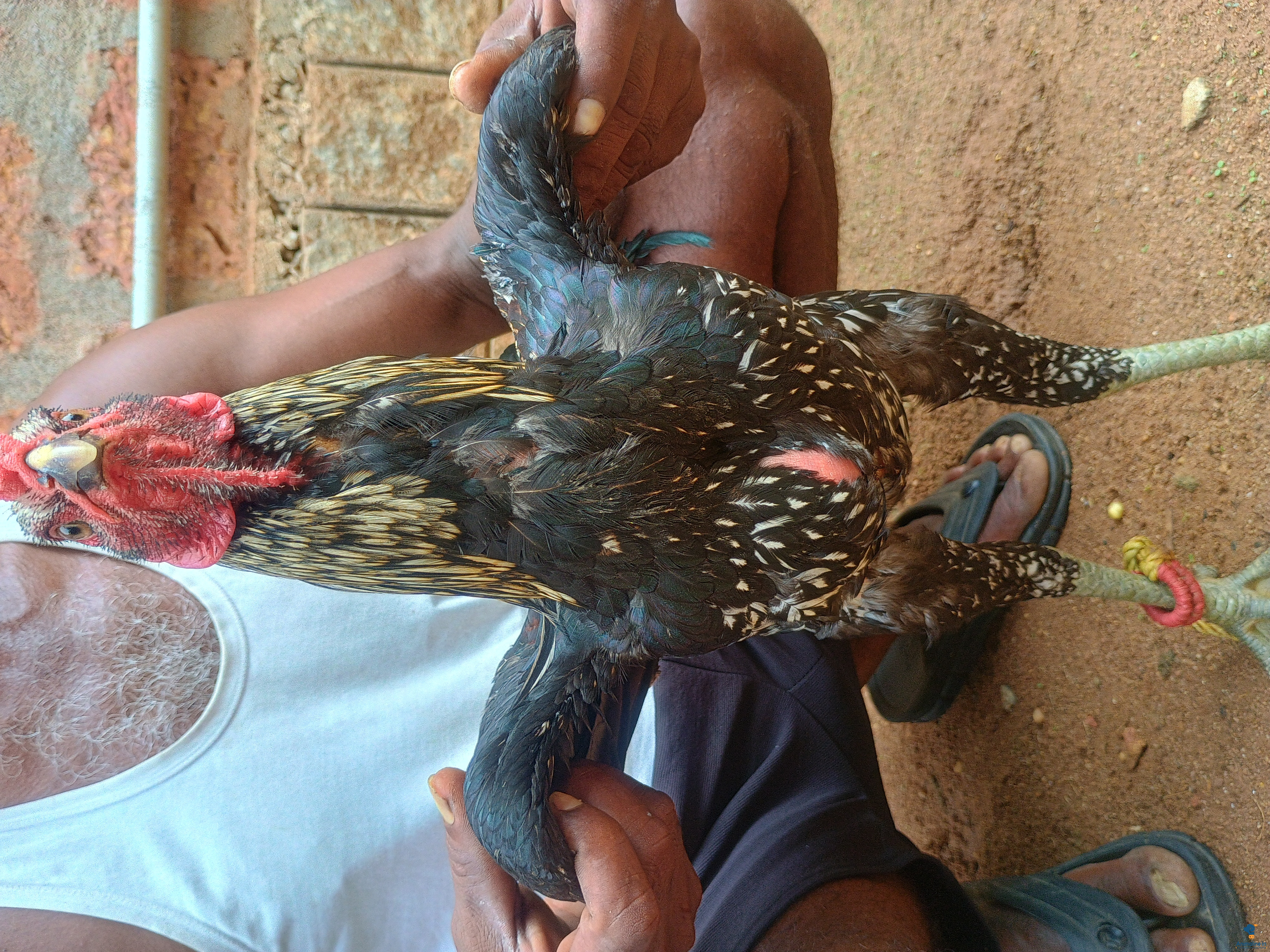 Pure Aseel Male – High Flyer & Aggressive Bloodline