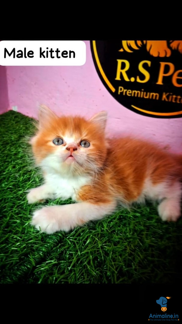 Healthy and Active Male&Females  for Sale