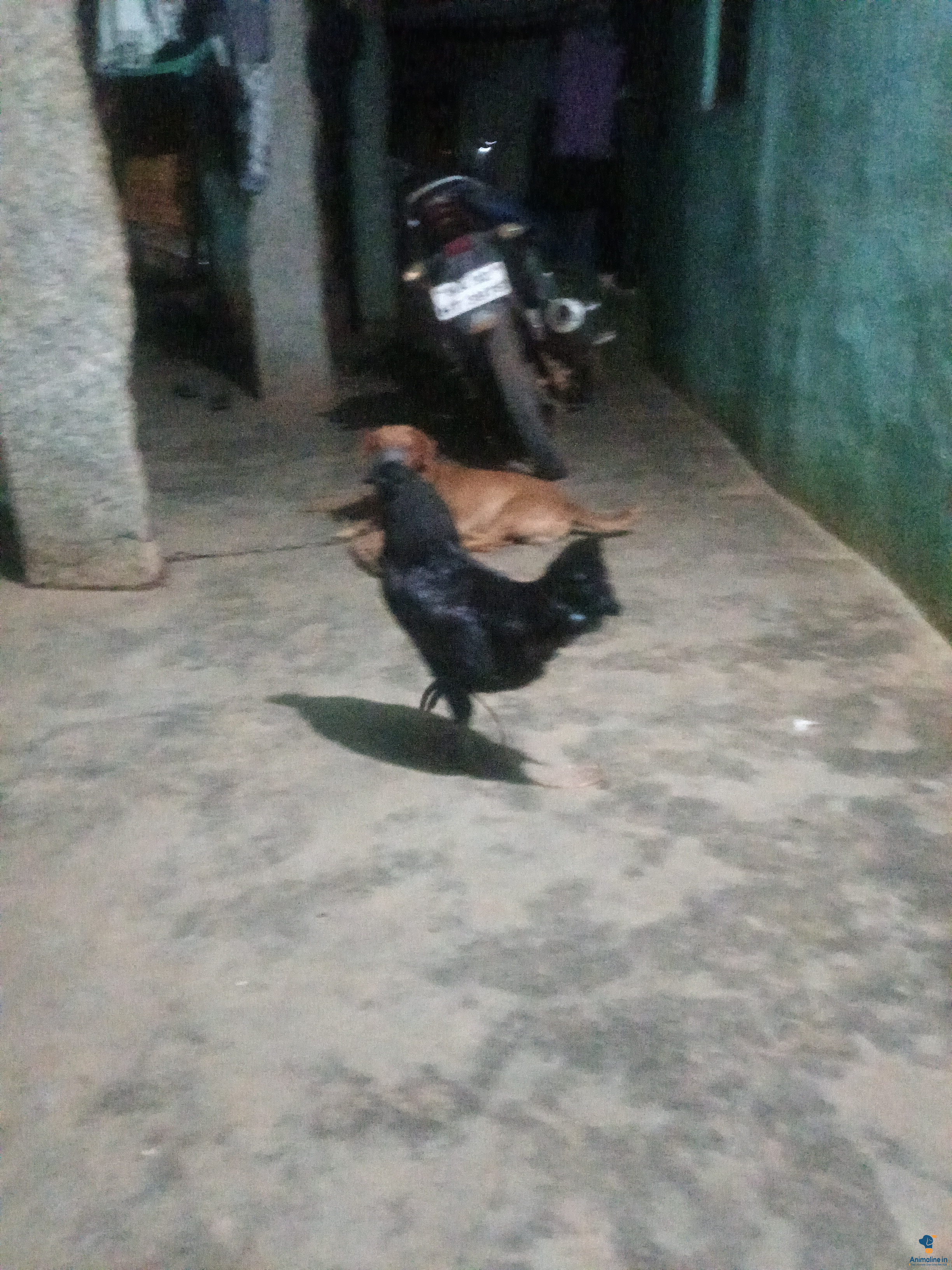 Pure kadaknath