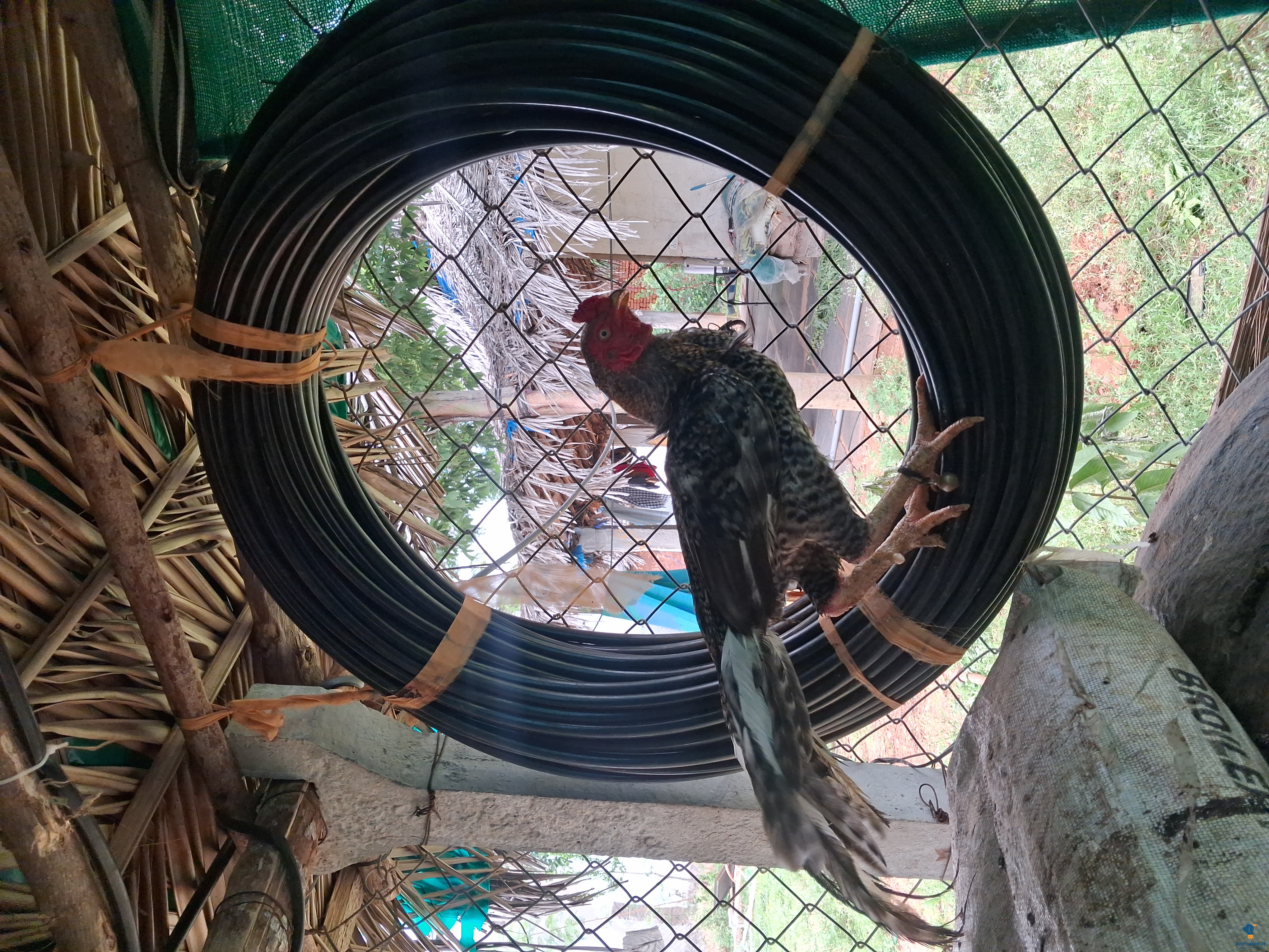Healthy and Active Male Others for Sale