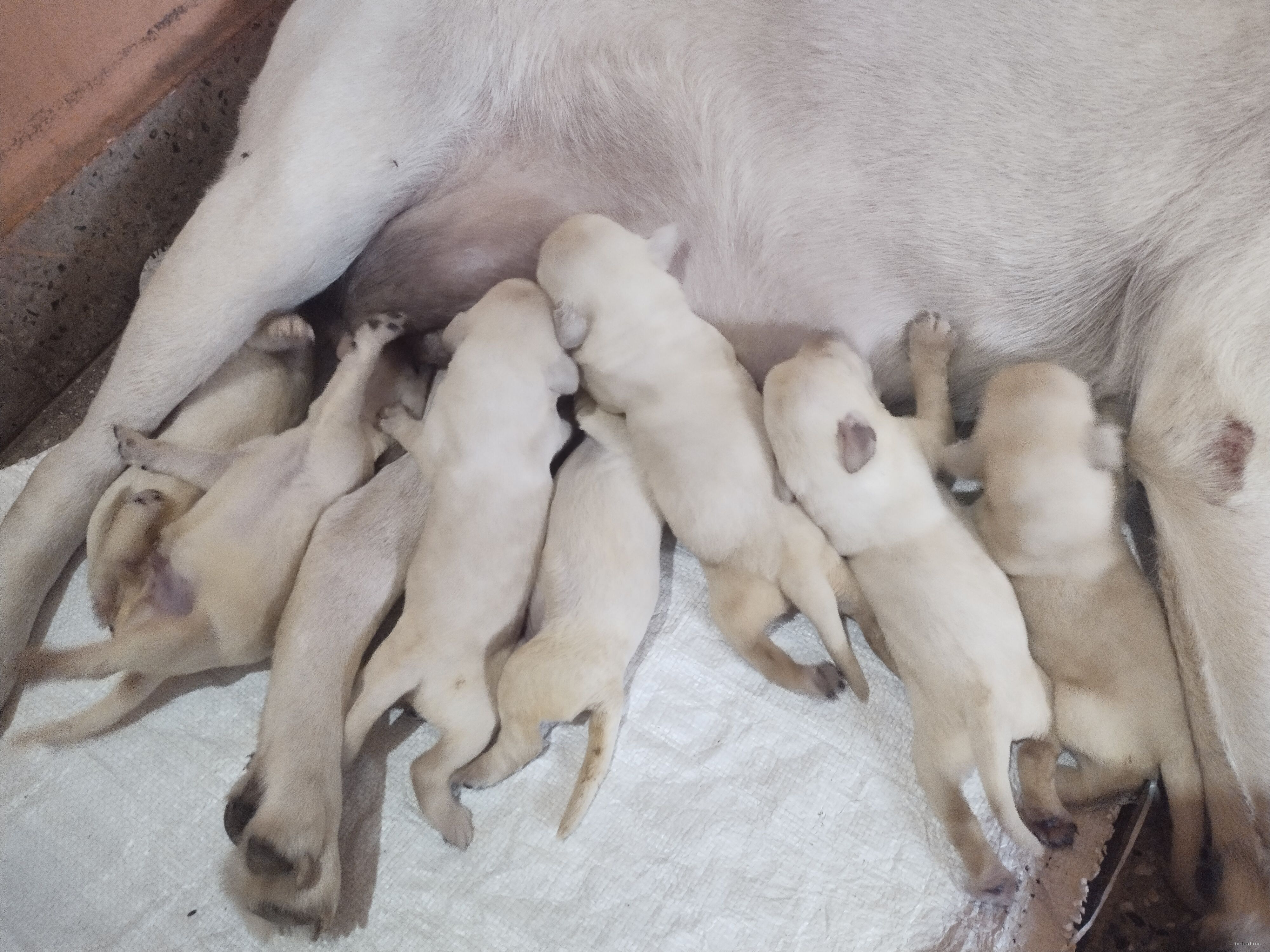 Healthy and Active Male&Females Labrador Retriever for Sale