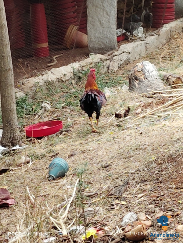 ಪ್ರೀಮಿಯಂ Others Hen {}