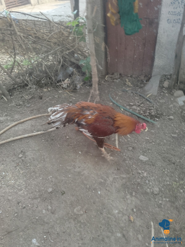 ಅಂಣು ಕೊಳ್ಳಿ