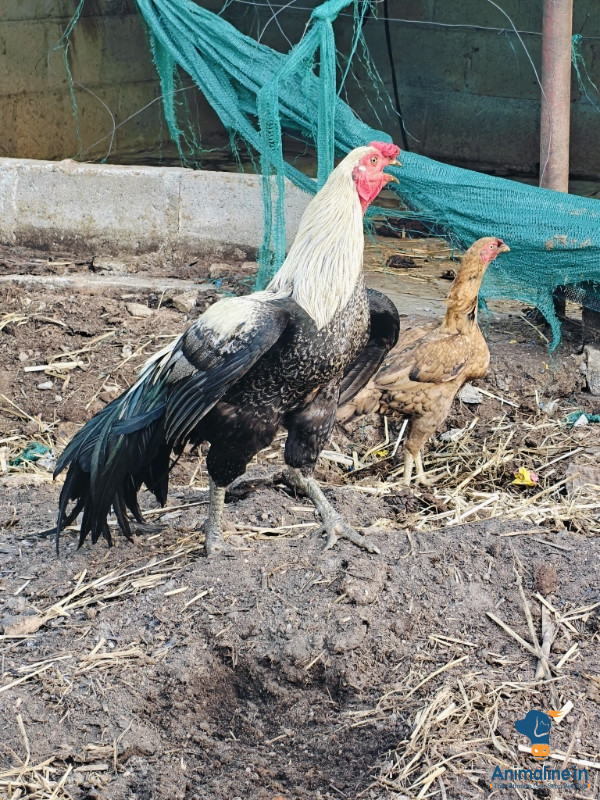 ಮಾರಾಟಕ್ಕಿದೆ ಆರೋಗ್ಯಕರ ಪುರುಷ Aseel