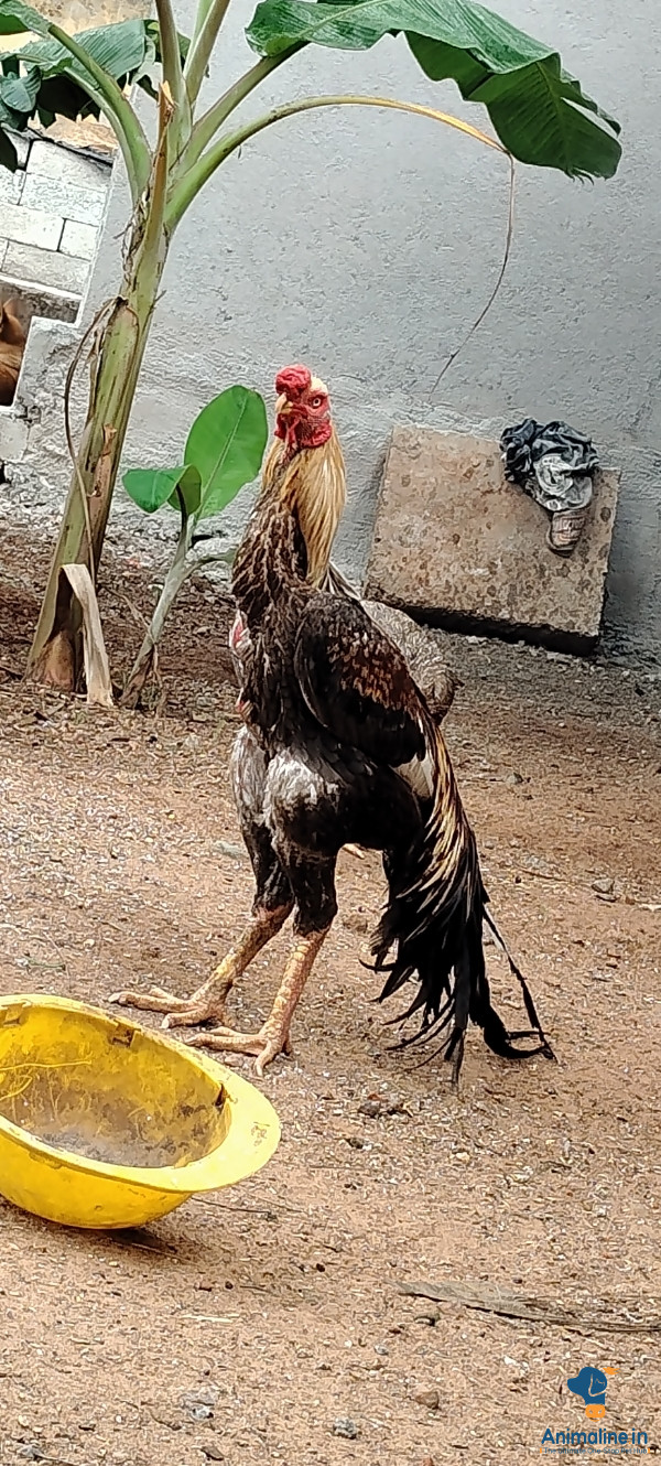 1 ವರ್ಷ 4 ತಿಂಗಳುಗಳ 