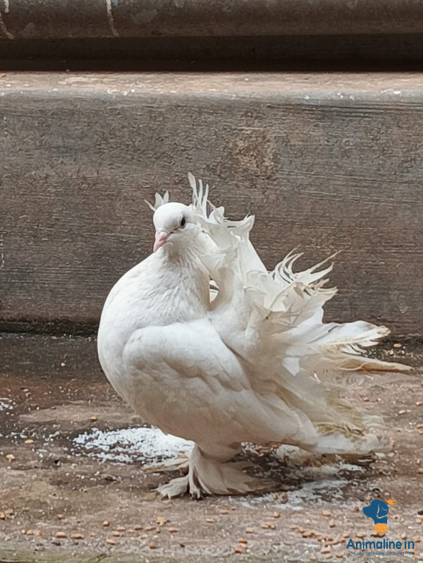 Premium  Bird for Adoption