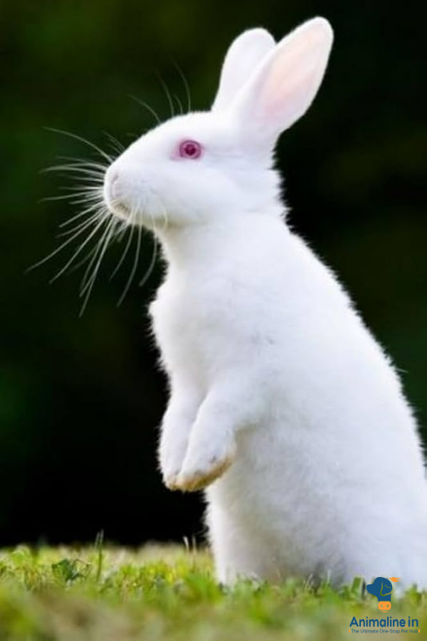 Healthy and Active Male  for Sale