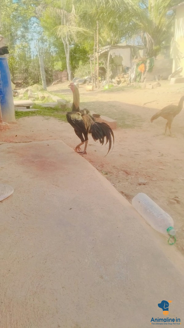 ಒಂದು ವರ್ಷದ ಗಂಡು ಹುಂಜ ಫೈಟರ್