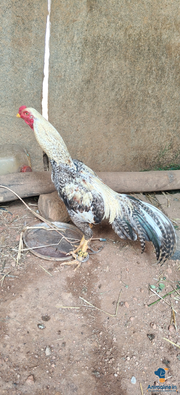ಮಾರಾಟಕ್ಕಿದೆ ಆರೋಗ್ಯಕರ ಪುರುಷ Aseel