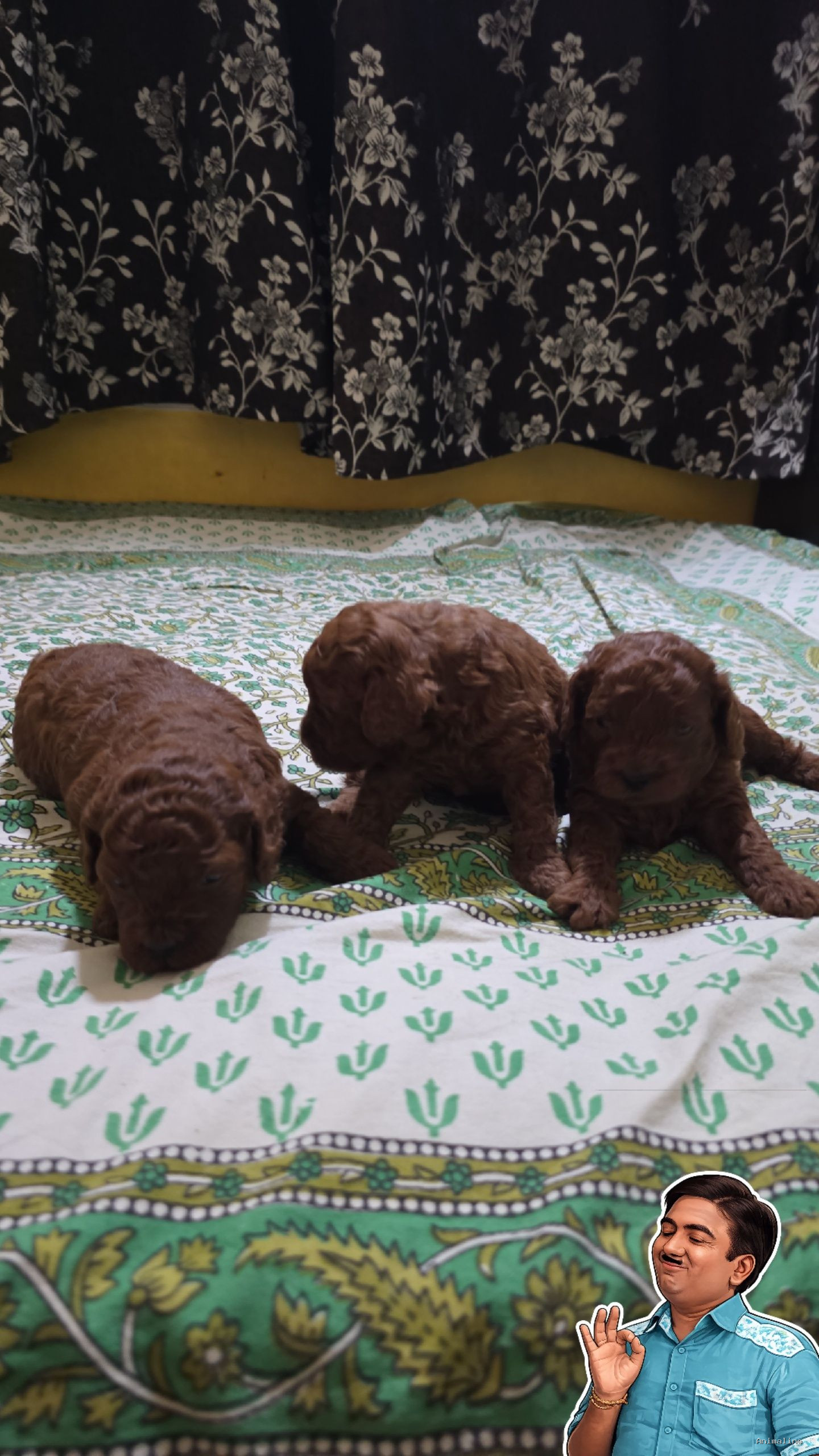 Healthy and Active Male Poodle for Sale