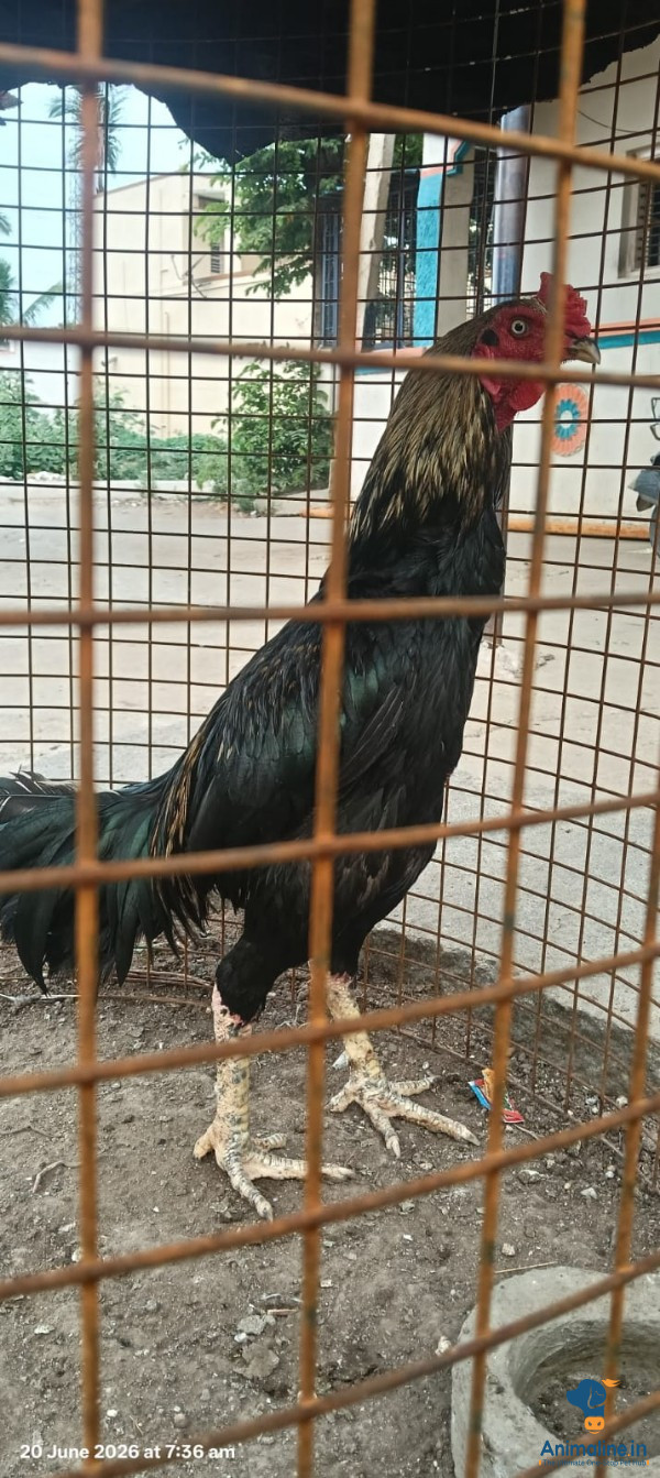 1.5 ವರ್ಷ 2 time winner breeding quality tamil nadu breed