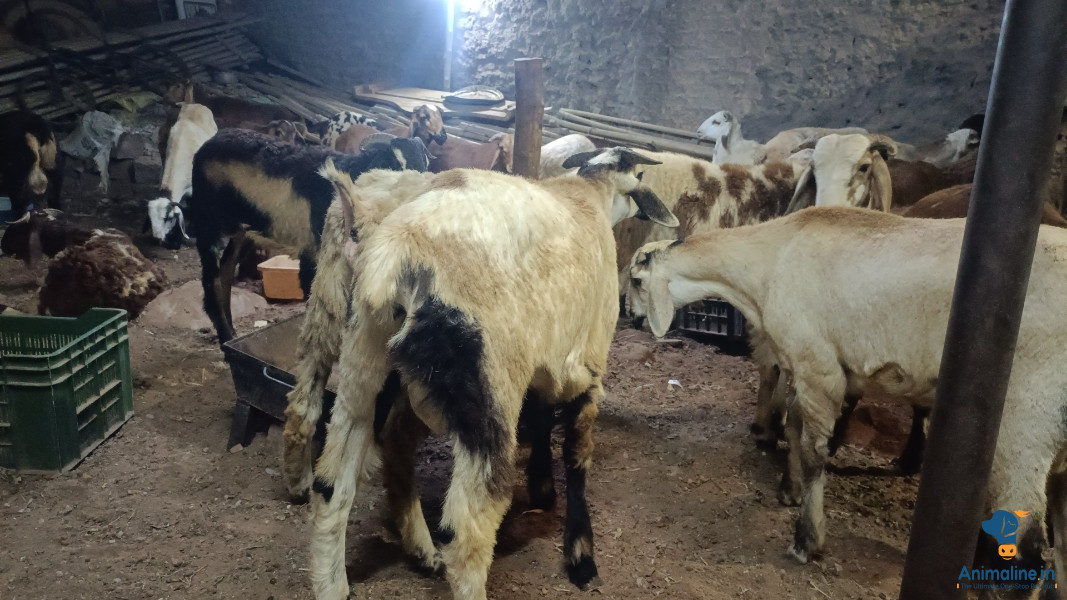 Healthy and Active Male Others for Sale