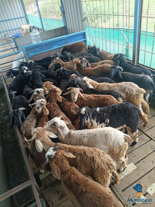6months sheep