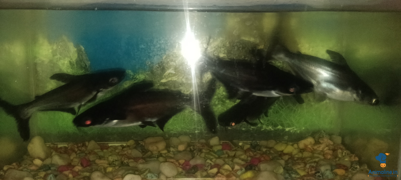 Black Shark 