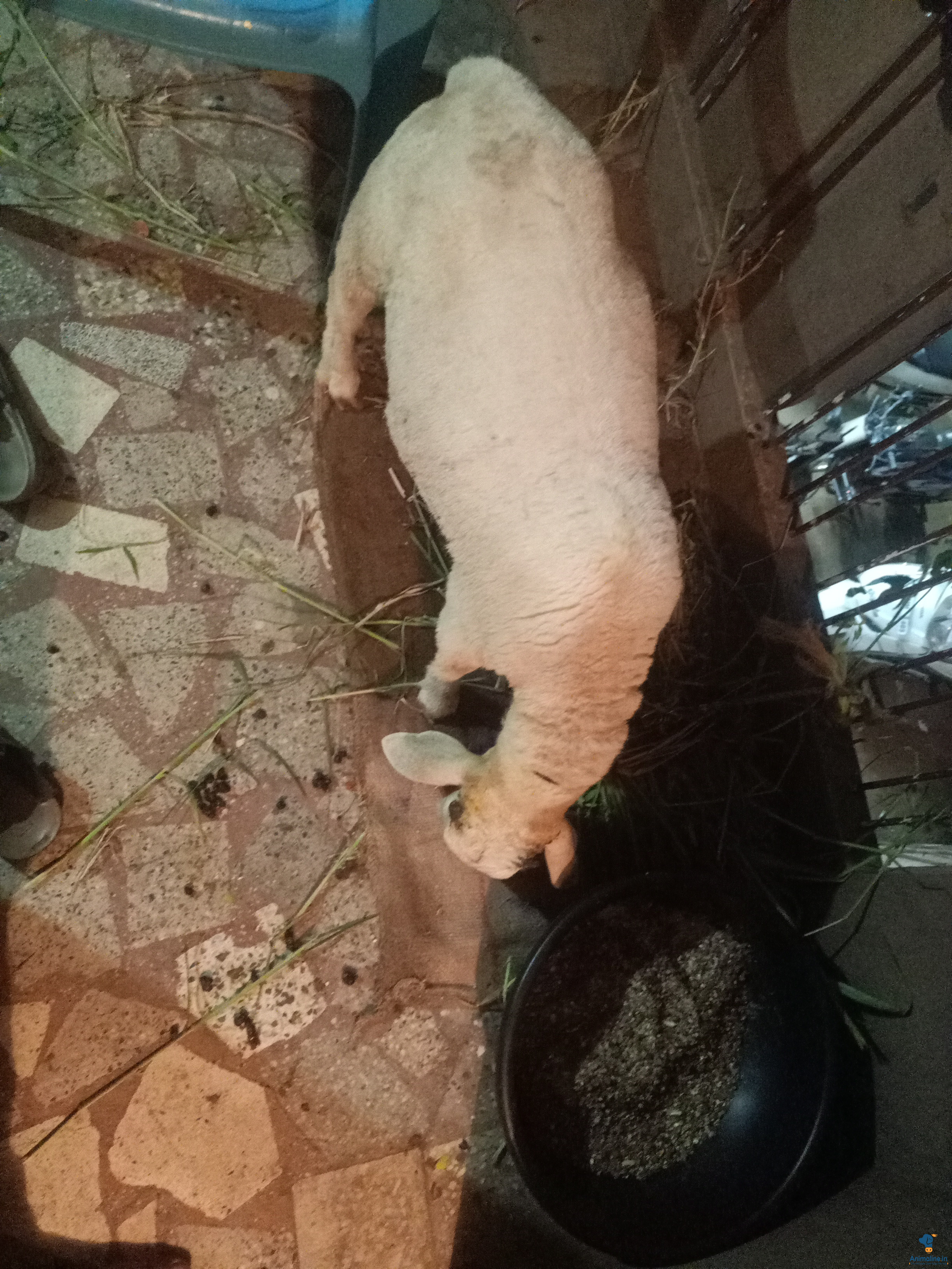 Healthy and Active Male Bannur for Sale