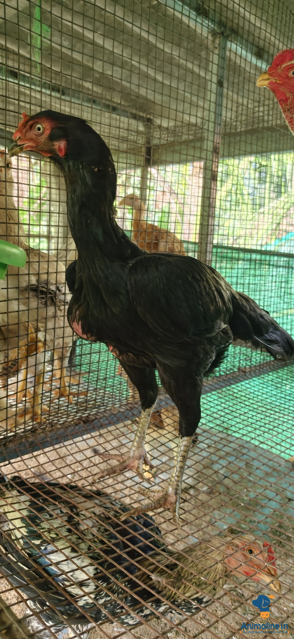 ಪ್ರೀಮಿಯಂ Aseel Hen {}