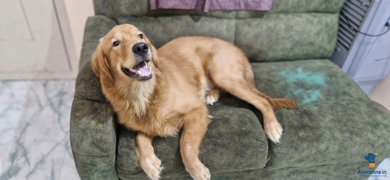 Golden colur dog he is very cute and humble 