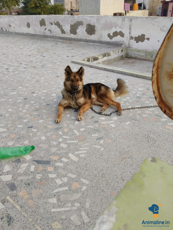  German shepherd female dog for sell and age karib 21 month 