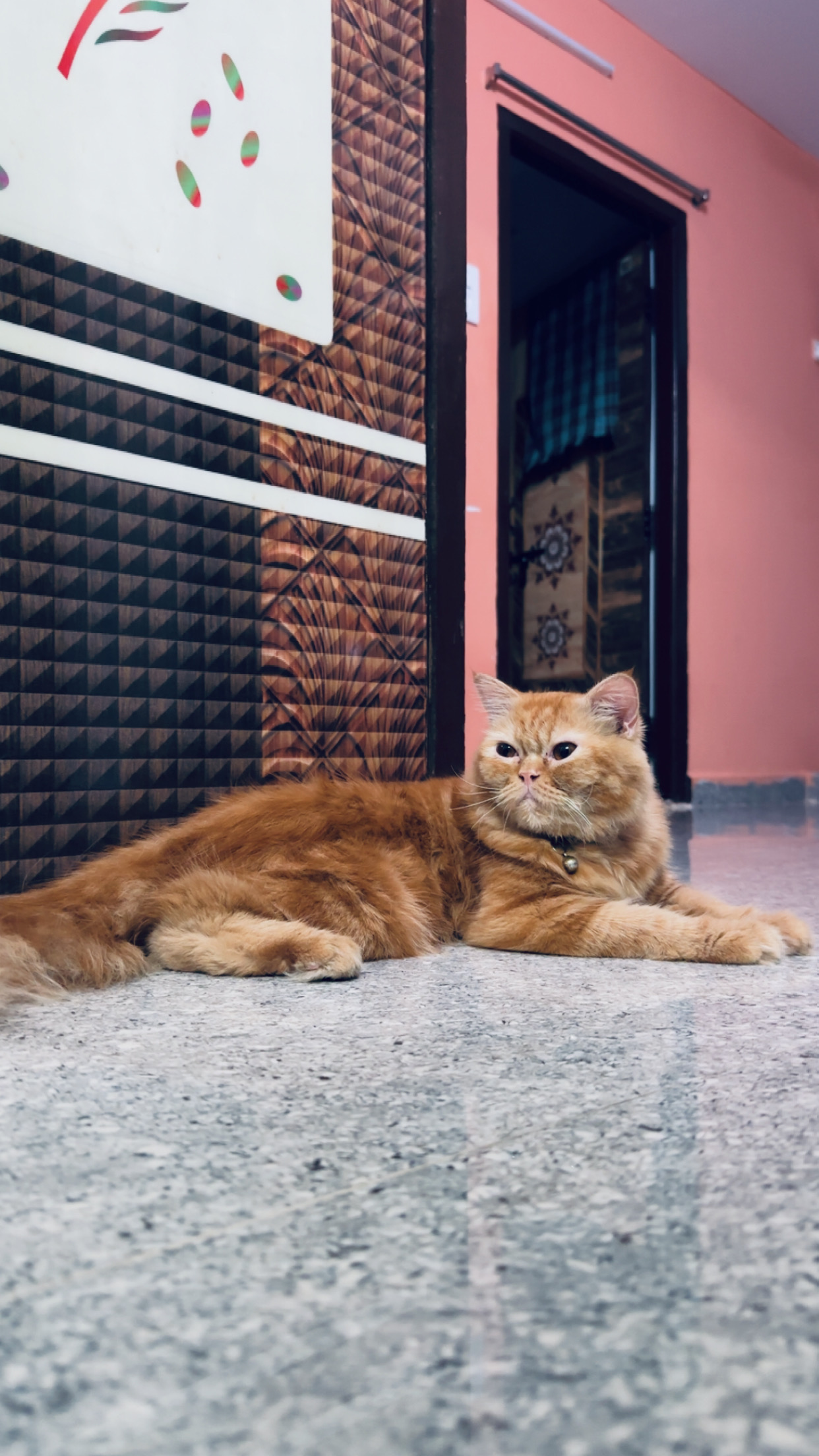Persian cat for sale