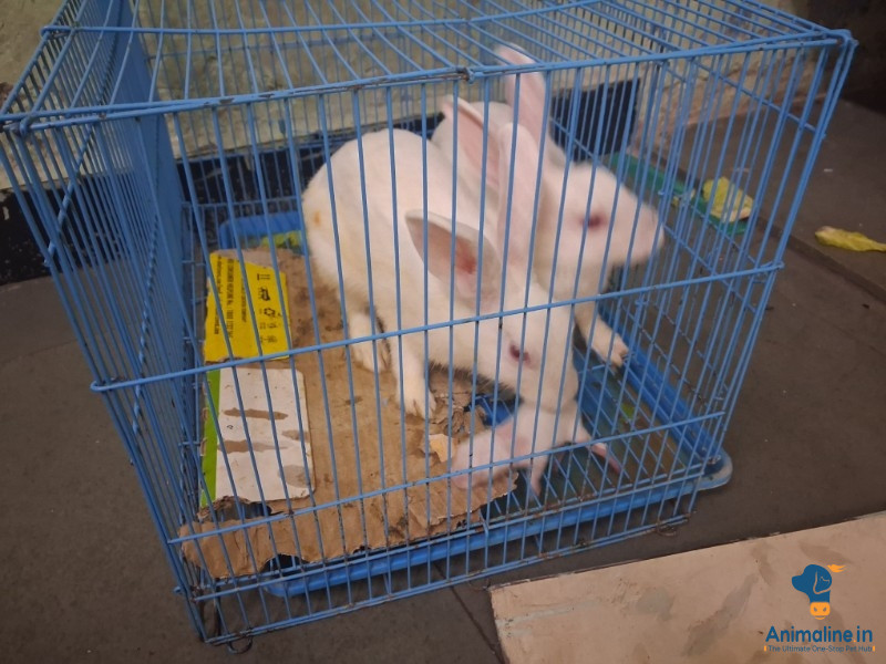 दत्तक ग्रहण के लिए प्रीमियम  Rabbit