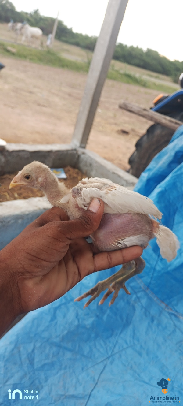 2 ತಿಂಗಳ ಭೀಮವರಂ ತಳಿಯ ಕ್ರಾಸ್ ಮರಿಗಳು