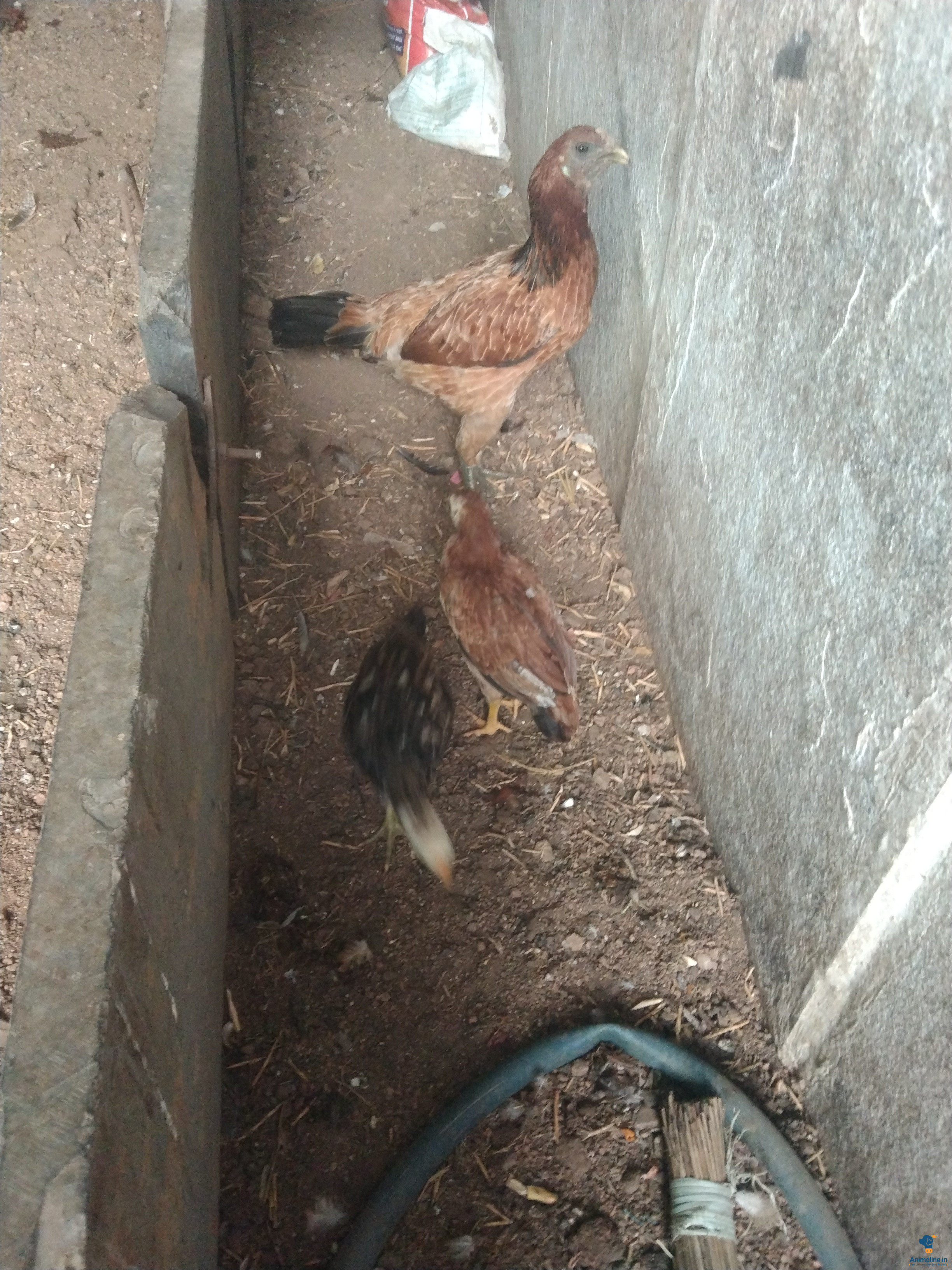 ಒಂದು ವರ್ಷ 