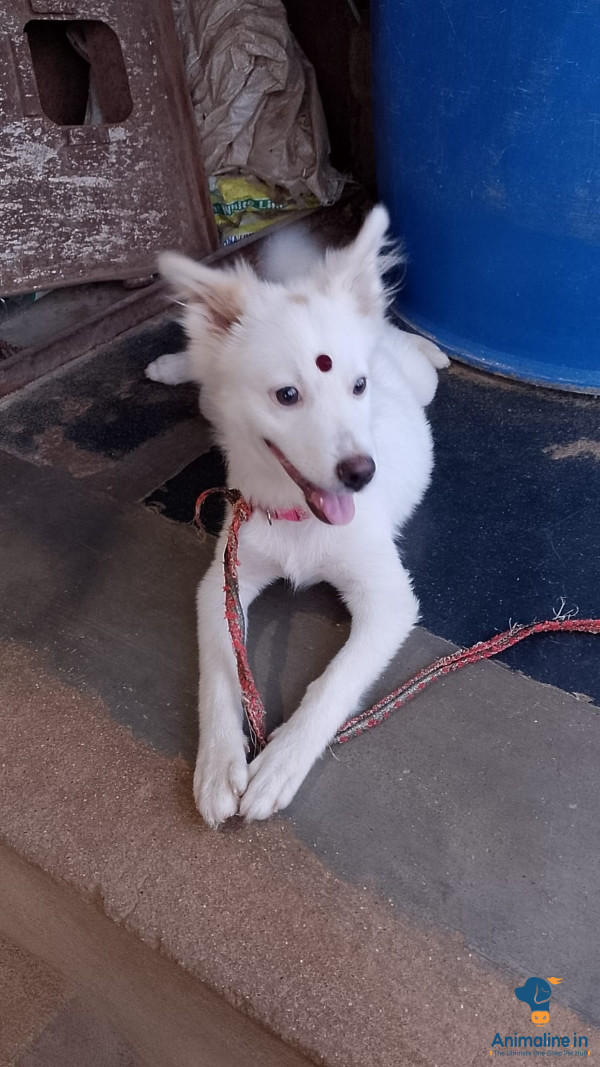 ಐದು ತಿಂಗಳ ಹೆಣ್ಣ ನಾಯಿ