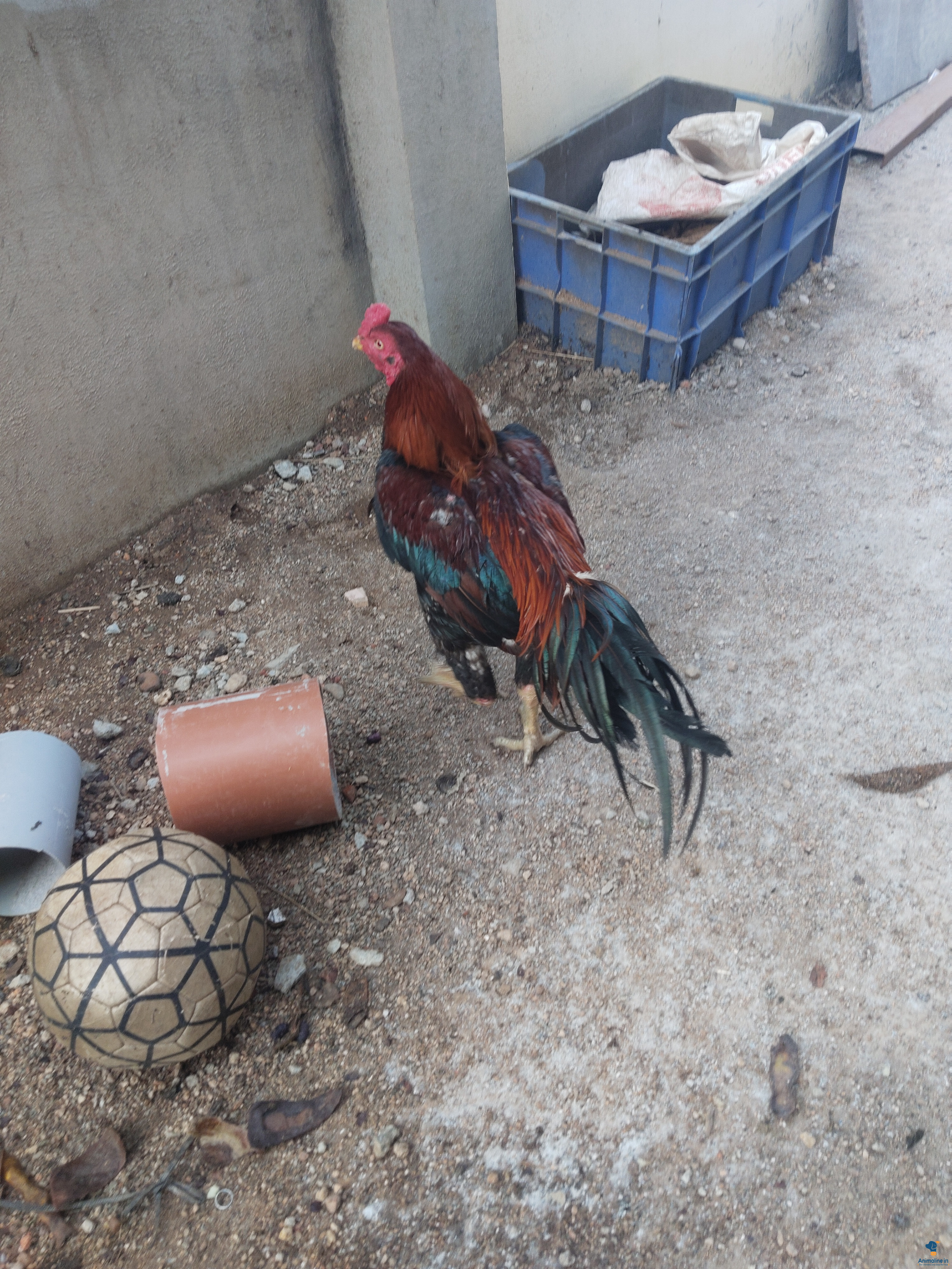 Healthy and Active Male Aseel for Sale