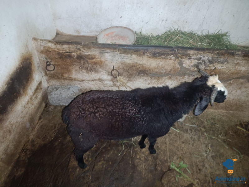 Per Goat Nice one call me to Buy 