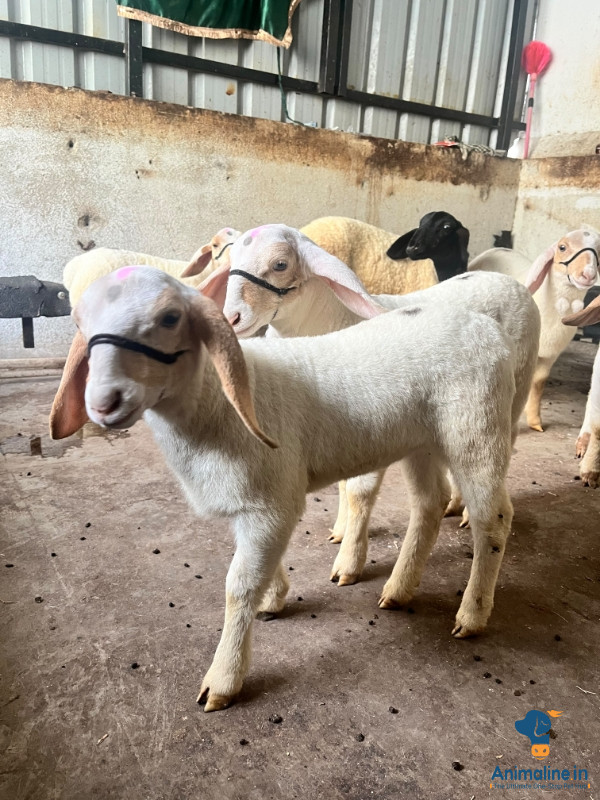 Healthy and Active Male&Females Bannur for Sale