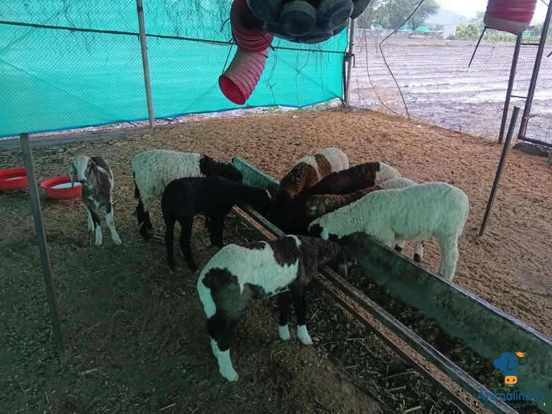 Sheep sale 450 kg