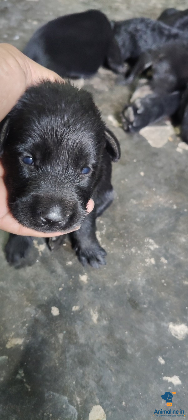 15days Male Lebrador Dog