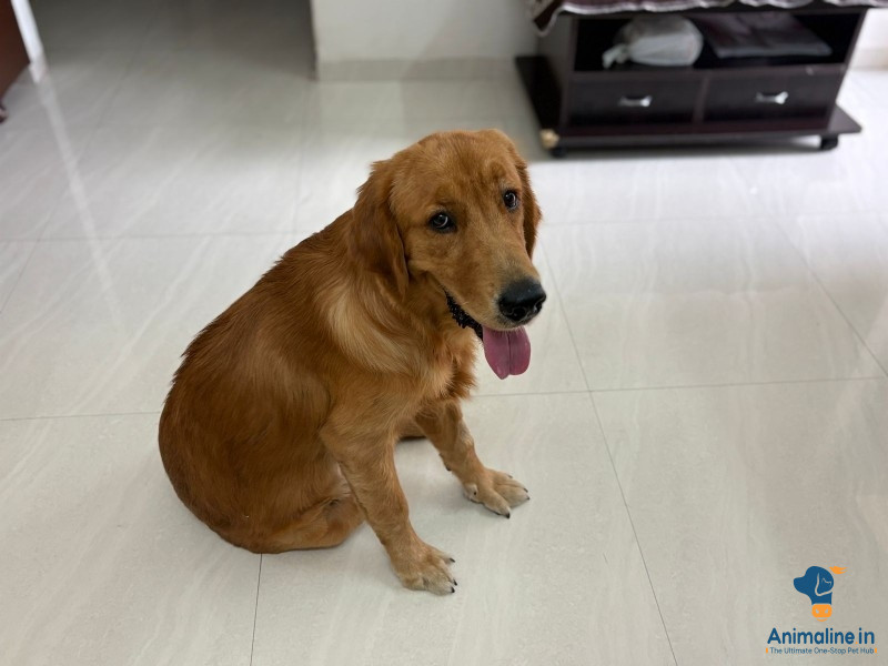 Golden retriever 
