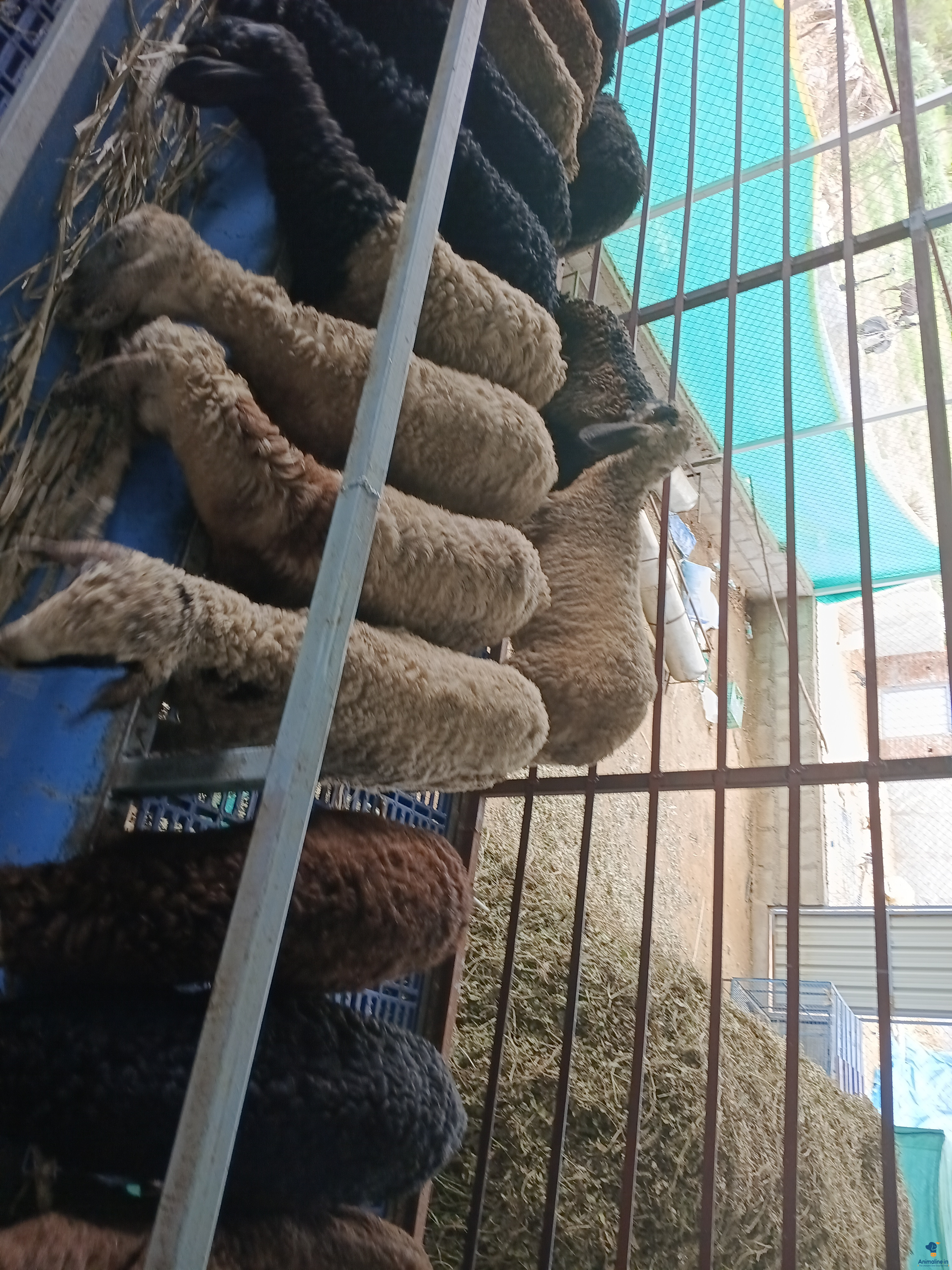 Healthy and Active Male Hassan Sheep for Sale