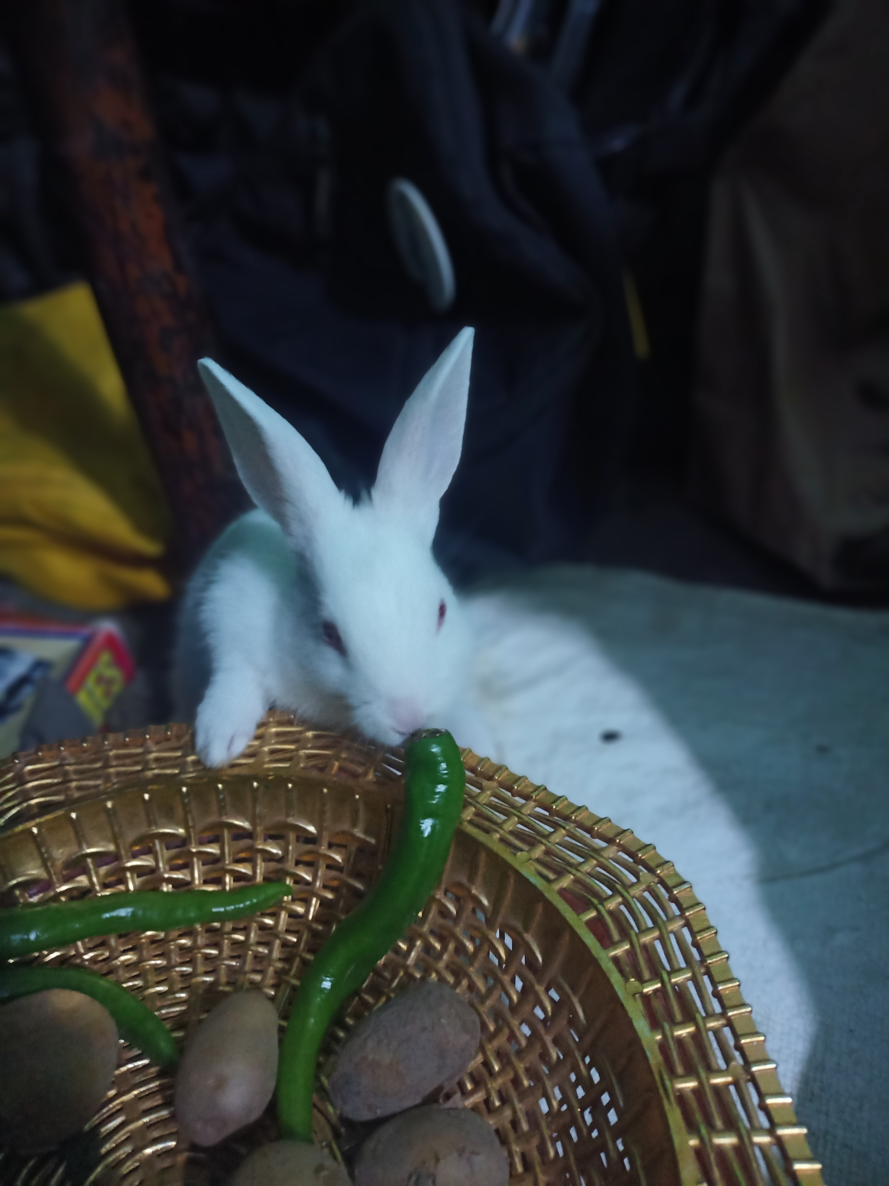 White female rabbit baby 