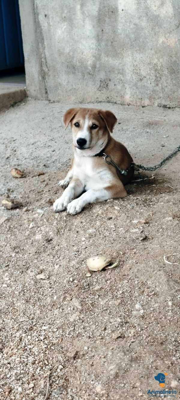 2 ತಿಂಗಳು ಗಂಡು ನಾಯಿ 
