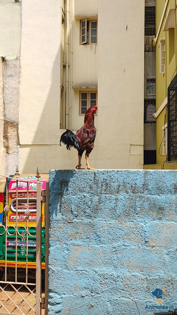 Premium  Hen for Adoption