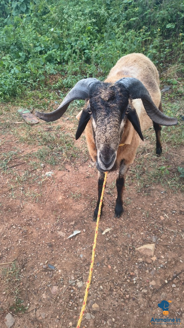 1 ವರ್ಷ 2ಹಲ್ಲು 