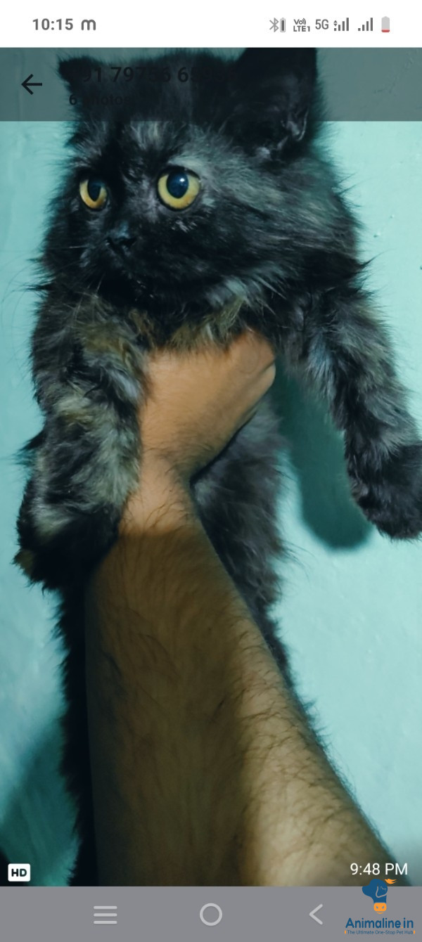 5 monthl cat
