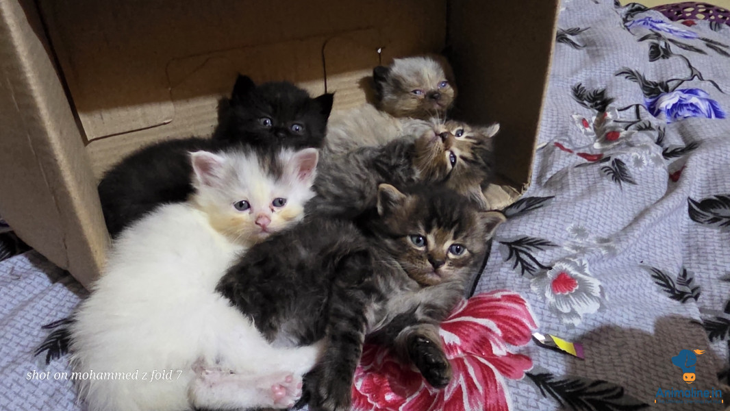 5 kitten and one jet black female 